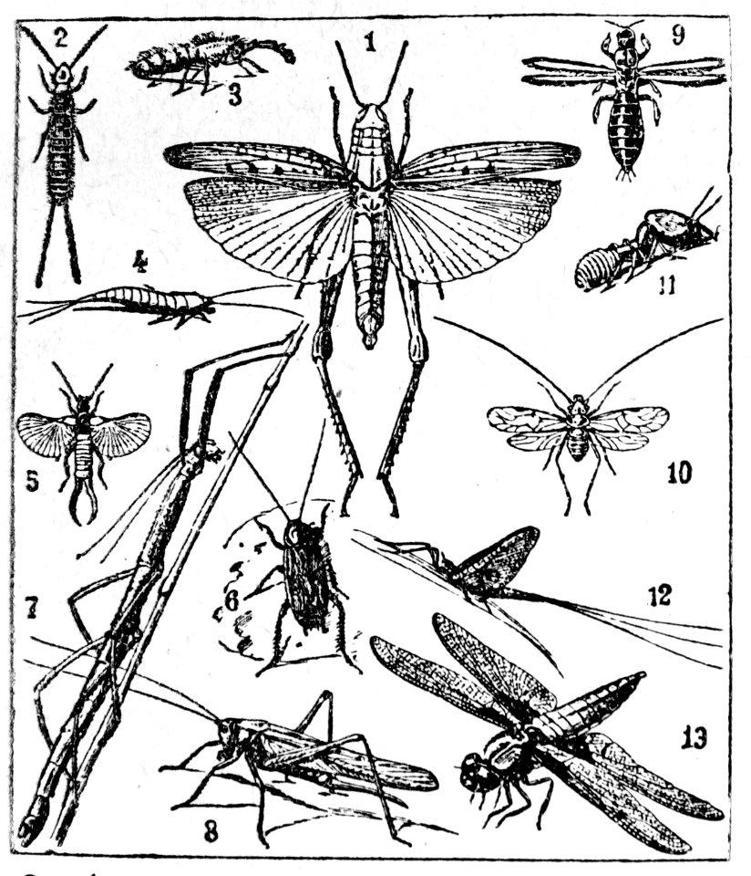 Orthópteros.