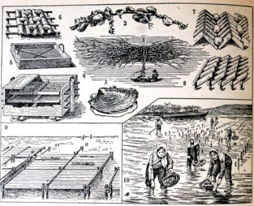 Ostreicultura.