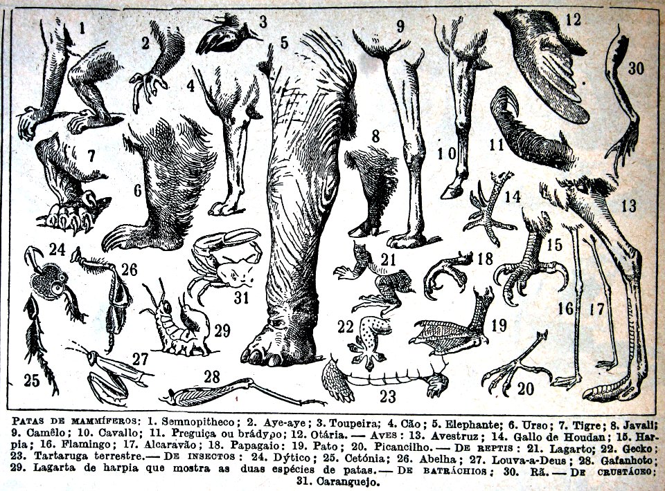 Patas de mamíferos