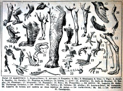 Patas de mamíferos
