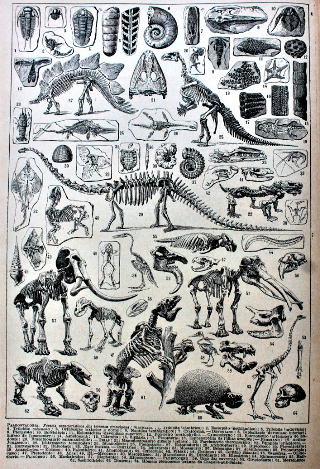 Paleontalogia
