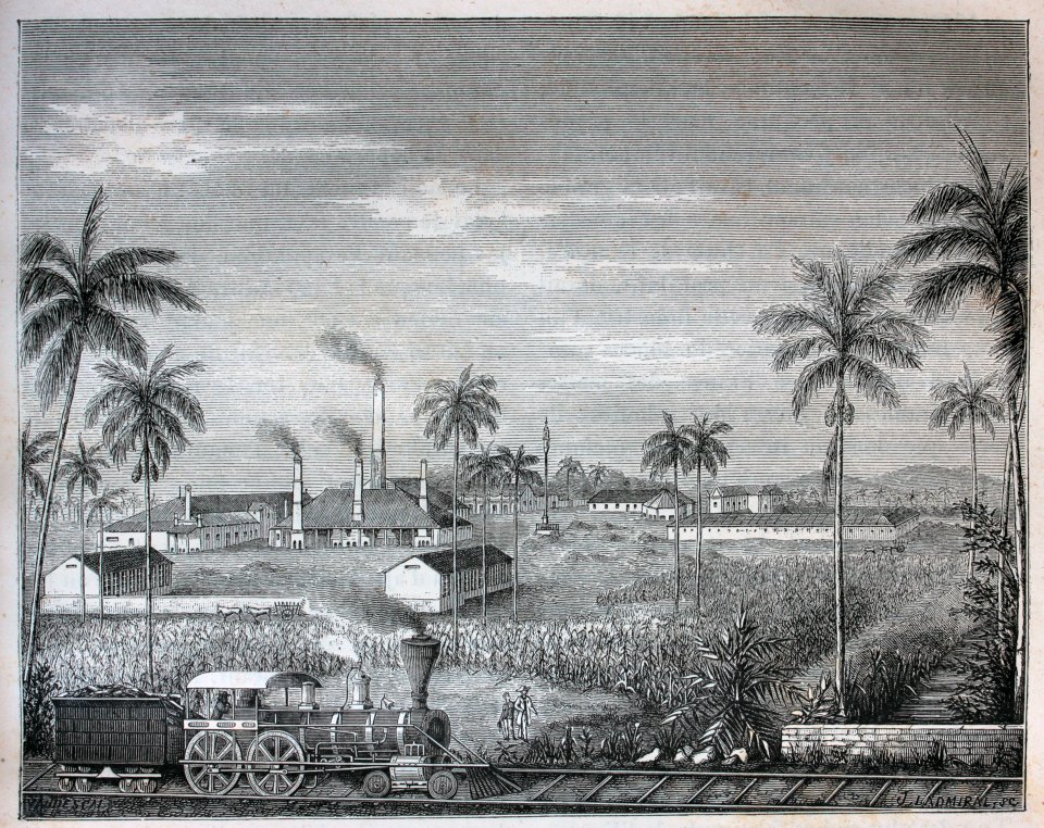 "Vue de la Acana, plantation de Don Eusebio Alfonso, à la …