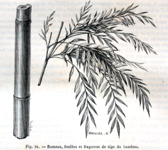 "Rameau, feuilles et fragment de tige de bambou". Free illustration for personal and commercial use.