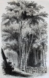 "Une forêt de bambous, au midi de la Chine".. Free illustration for personal and commercial use.