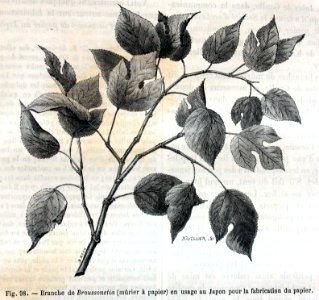 "Branche de Broussonetia (mûrier à papier) en usage au Jap…. Free illustration for personal and commercial use.