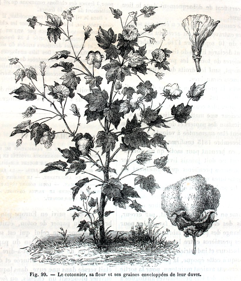 "Le cotonnier, sa fleur et ses graines enveloppées de leur…. Free illustration for personal and commercial use.