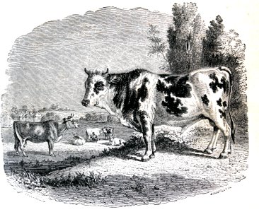 "Taureau et vaches".. Free illustration for personal and commercial use.