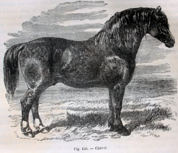 "Cheval"