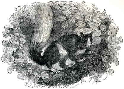 "Écureuil ordinaire".