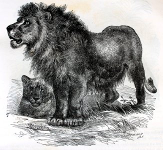 "Lion".