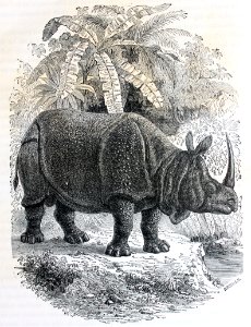 "Rhinoceros".. Free illustration for personal and commercial use.