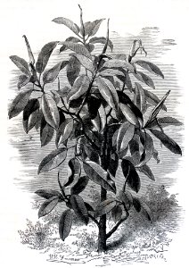 "Ficus élastica, végétal producteur du Caoutchouc dans l'I…. Free illustration for personal and commercial use.