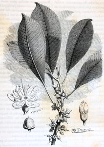 "Rameau, fleur et fruit d'Isonandra gutta, arbre de la Mal…. Free illustration for personal and commercial use.