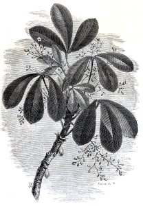 "Branche d'Hoevea Guianensis, arbre qui produit le caoutch…