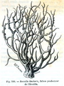 "Rocella tinctoria, lichen producteur de l'Orseille".