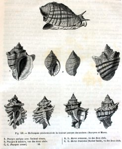 "Mollusques producteurs de la couleur pourpre des anciens …. Free illustration for personal and commercial use.
