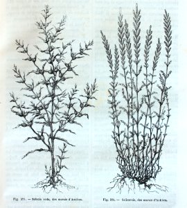 "Salsola soda, des marais d'Antibes, Salicornia, des marai…. Free illustration for personal and commercial use.