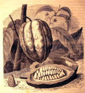 "Tige, fleurs et fruit du cacaoyer (Theobroma cacao).