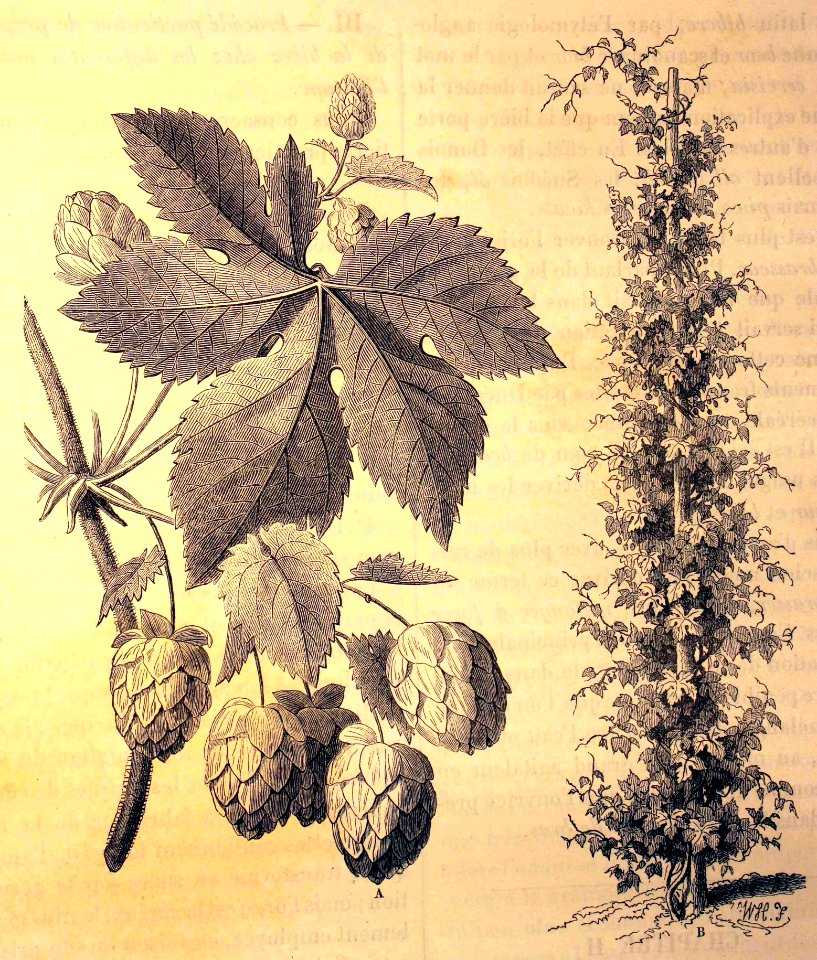 "Le houblon".