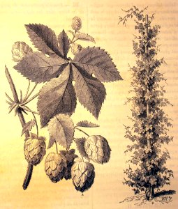 "Le houblon".