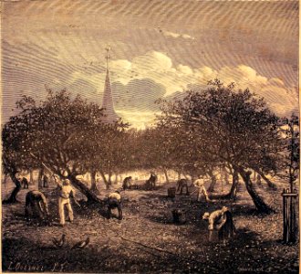 "La récolte des pommes à cidre en Normandie". Ilustracione…. Free illustration for personal and commercial use.