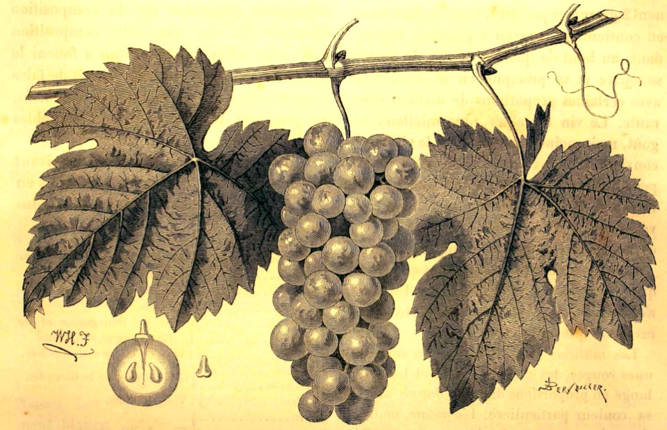 "Le muscat de Rivesaltes, cépage du Roussillon".