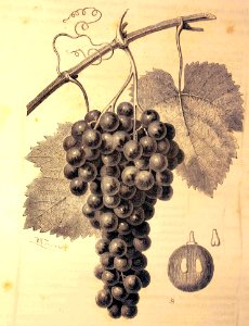 "L'aramon, principal cépage du département de l'Hérault".