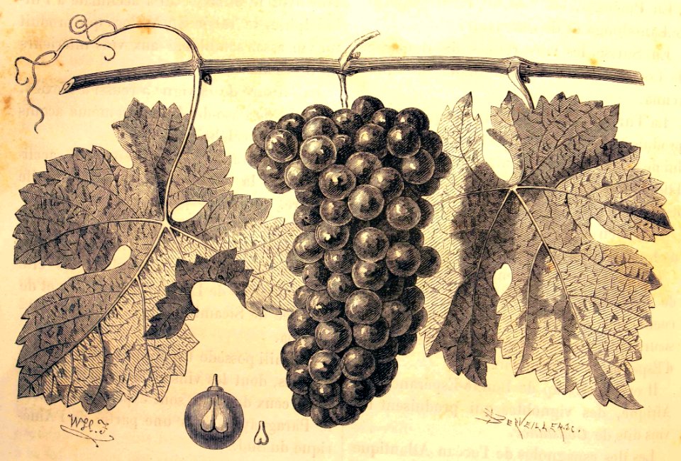 "Le carbenet-sauvignon, principal cépage de la région viti…