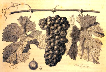 "Le carbenet-sauvignon, principal cépage de la région viti…