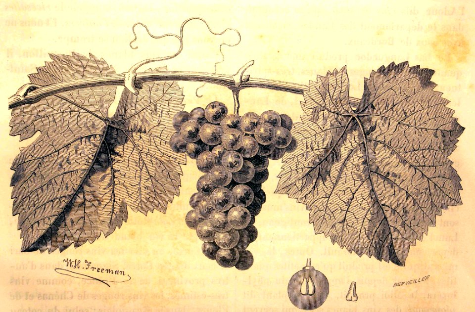 "Le pineau gris, principal cépage de la Bourgogne".