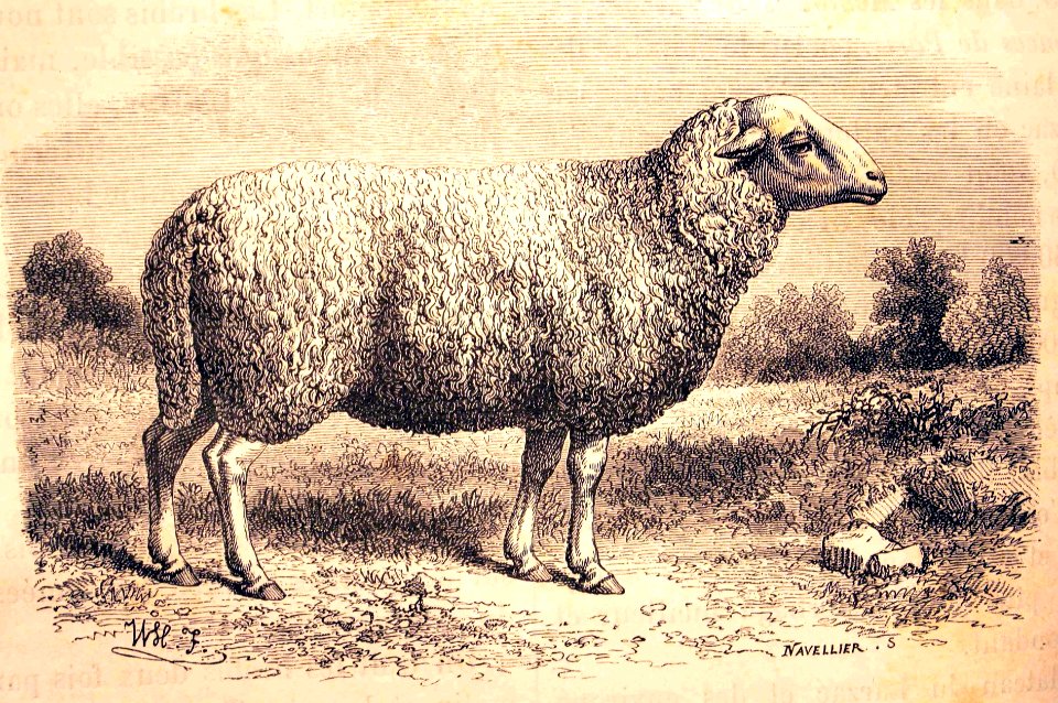 "La brebis du Larzac".