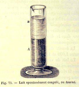 "Lait spontanément coagulé, ou tourne".