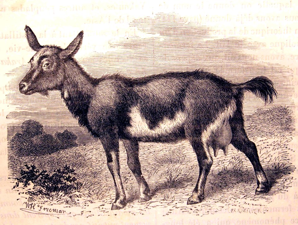 "Chèvre laitière de Paris".