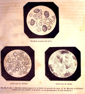 "Granules microscopiques de la fécule de pommes de terre e…. Free illustration for personal and commercial use.