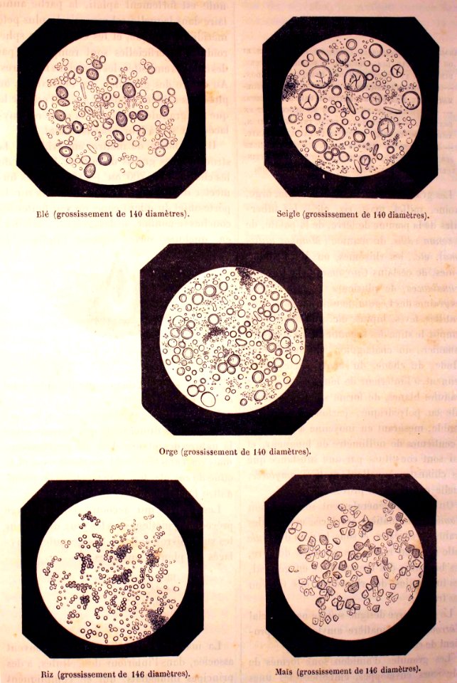 "Granules microscopiques de l'amidon du blé, du seigle, de…. Free illustration for personal and commercial use.
