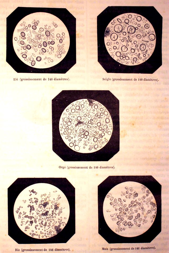 "Granules microscopiques de l'amidon du blé, du seigle, de…