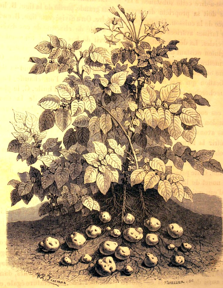 "La pomme de terre et les tubercules féculents de ses raci…
