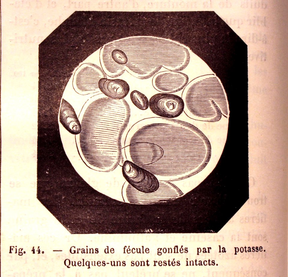 "Grains de fécule gonflés par la potasse. Quelques-uns son…