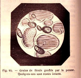 "Grains de fécule gonflés par la potasse. Quelques-uns son…. Free illustration for personal and commercial use.