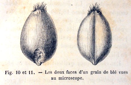 "Les deux faces d'un grain de blé vues au microscope".. Free illustration for personal and commercial use.