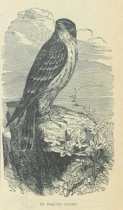 AE148N446_0002