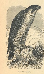 AE148N446_0001
