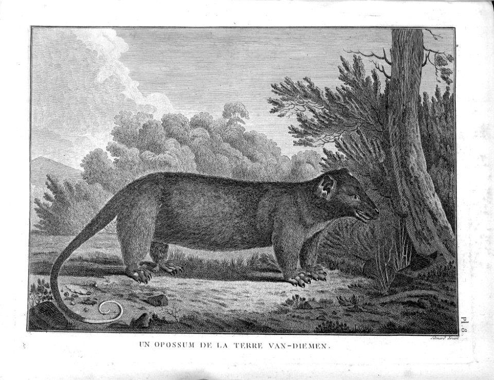 Un opossum de la terre Van-Diemen