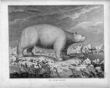 Un ours blanc