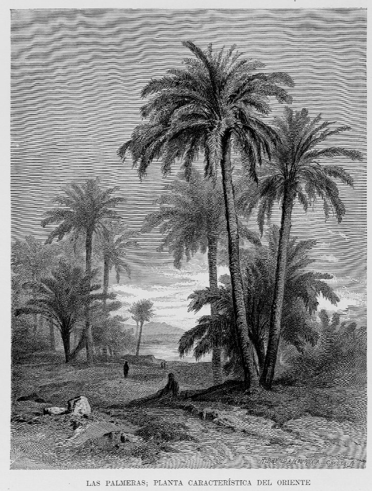 "Las palmeras"