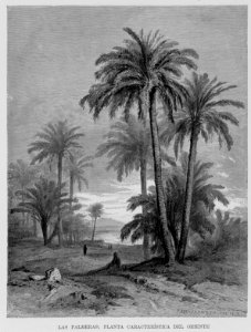 "Las palmeras"