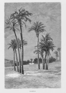 "Palmeras"
