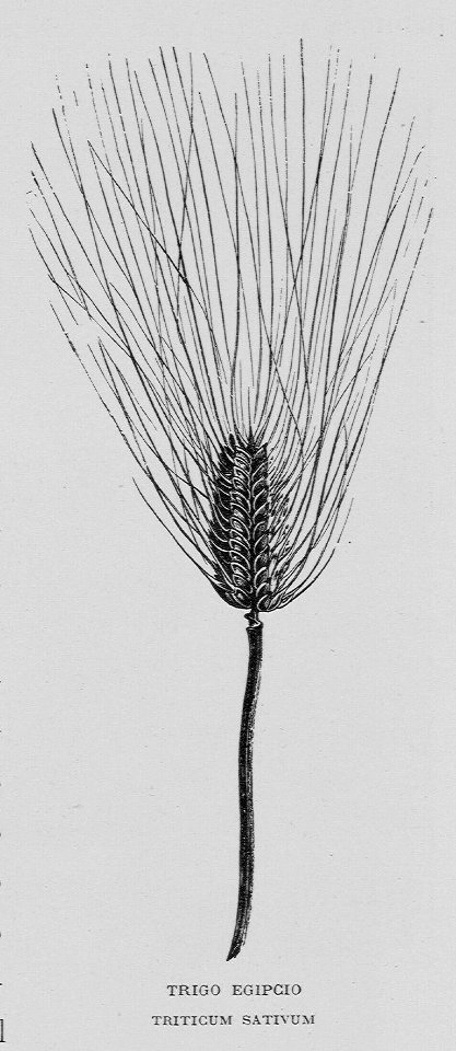 "Trigo egipcio, Triticum Sativum"