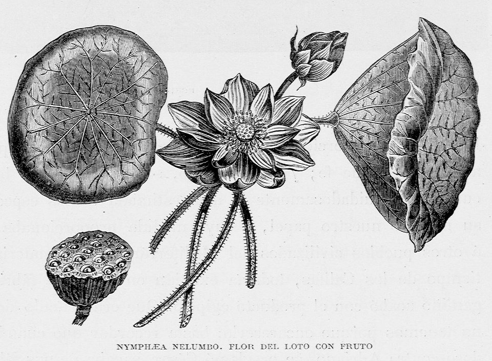 Nymphaea nelumbo. Flor de loto con fruto"