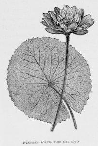 "Nymphaea Lotus. Flor de Loto"